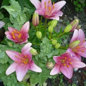 Meet your Posher, Joan